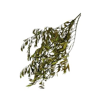 Casa Alegria Branches d'olivier préservées vertes | Longueur ± 75 centimètres | Poids ± 150 grammes