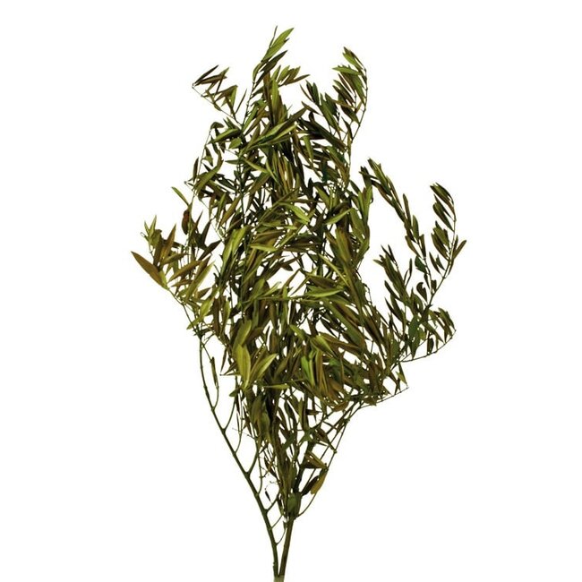 Green Preserved Olive Branches | Length ± 75 centimetres | Weight ± 150 grams