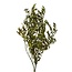 Branches d'olivier préservées vertes | Longueur ± 75 centimètres | Poids ± 150 grammes