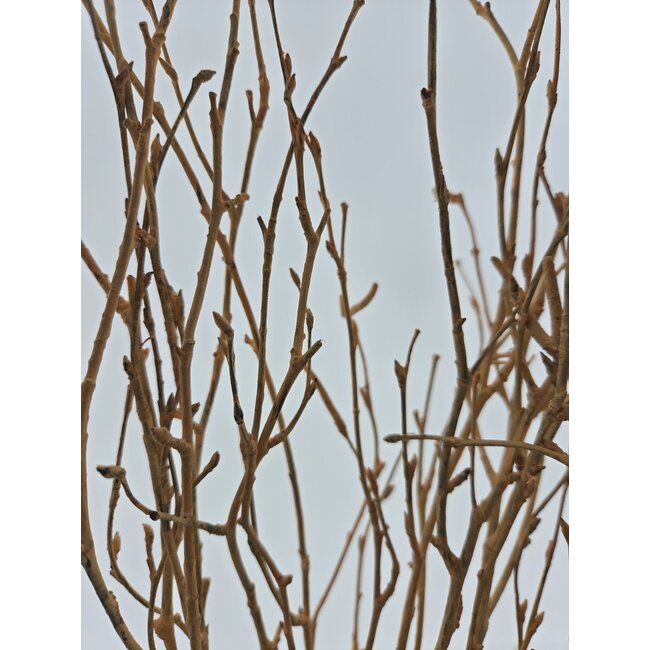 Salmon-Coloured Birch Branches | Length ± 60 centimetres | Per 10 branches