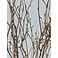 Branches de bouleau couleur saumon | Longueur ± 60 centimètres | Par 10 branches