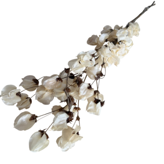 Dutch Dried Wit gebleekte Bougainvillea droogbloemen | Lengte ± 45 centimeter | Gewicht ± 35 gram