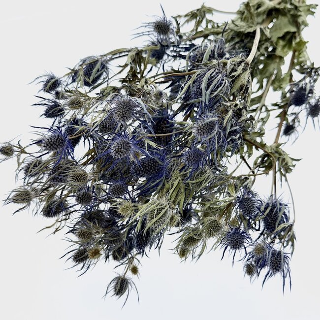 Eryngium séché bleu naturel | Longueur ± 70 centimètres | Poids ± 150 grammes
