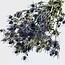 Eryngium séché bleu naturel | Longueur ± 70 centimètres | Poids ± 150 grammes