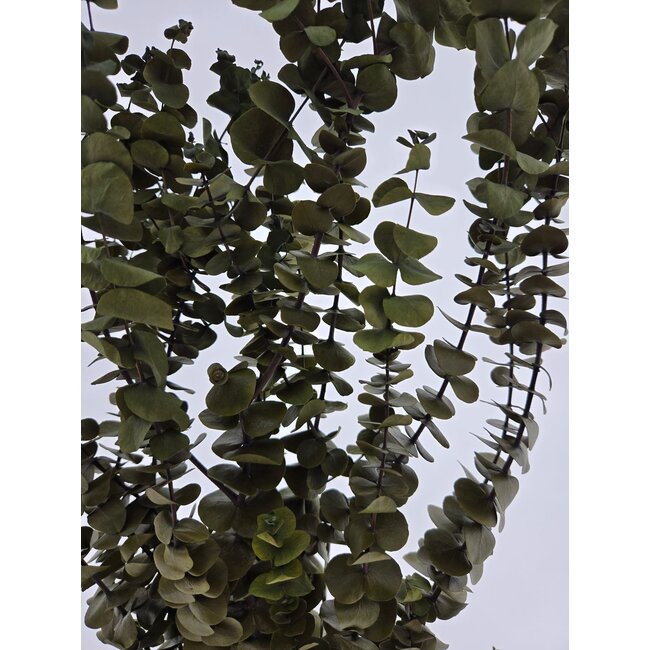 Naturel groene Eucalyptus Baby Blue | Gepreserveerd | Lengte ± 60 centimeter | Gewicht ± 150 gram