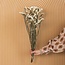 Witte Statice Sinuata droogbloemen | Lengte ± 70 centimeter | Gewicht ± 75 gram