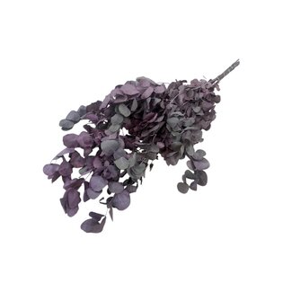 Dutch Dried Red-green Eucalyptus Cinerea dried flowers | Length ± 65 centimetres | Weight ± 150 grams