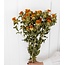 Natural Orange Carthamus dried flowers | Length ± 65 centimetres | Per 10 stems