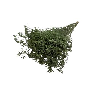 Casa Alegria Groene Limonium Diamond Gepreserveerde bloemen | Lengte ± 65 centimeter | Gewicht ± 100 gram