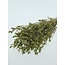 Grüne Limonium Diamond Konservierte Blumen | Länge ± 65 Zentimeter | Gewicht ± 100 Gramm