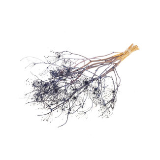 Dutch Dried Donkerblauwe Bupleurum droogbloemen | Lengte ± 55 centimeter | Gewicht ± 50 gram