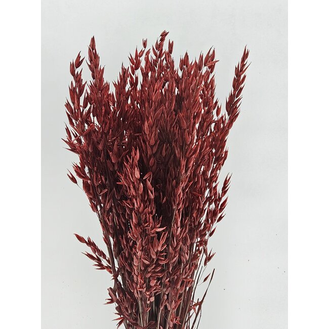 Avoine rouge séchée | Longueur ± 70 centimètres | Poids 150 grammes