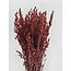Red Avena Oats dried flowers | Length ± 70 centimetres | Weight 150 grams