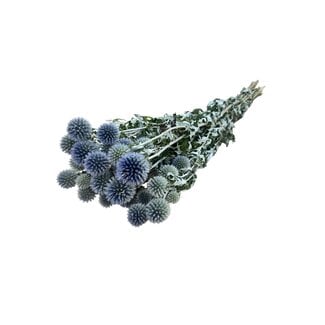 Dutch Dried Natural blue-grey Echinops dried flowers | Length ± 65 centimetres | Weight ± 150 grams