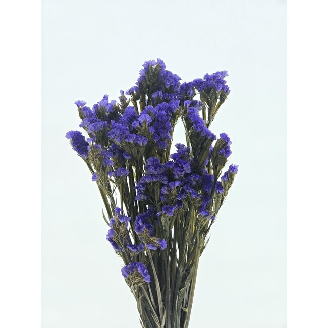 Paarse Statice Sinuata gepreserveerde bloemen  | Lengte ± 65 centimeter | Gewicht ± 75 gram