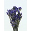 Purple Statice Sinuata preserved flowers | Length ± 65 centimetres | Weight ± 75 grams
