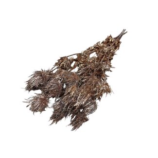 Dutch Dried Copper-coloured Eryngium dried flowers | With Glitter | Length ± 60 centimetres | Weight ± 100 grams
