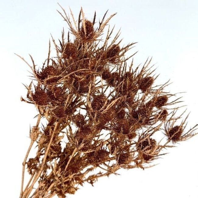 Copper-coloured Eryngium dried flowers | With Glitter | Length ± 60 centimetres | Weight ± 100 grams