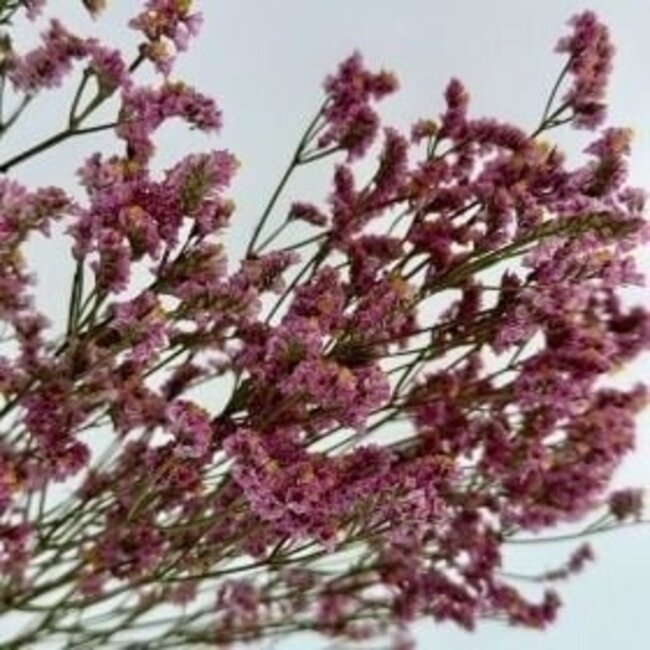 Limonium Diamond rose ancien Fleurs préservées | Longueur ± 65 centimètres | Poids ± 100 grammes