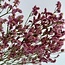 Limonium Diamond rose ancien Fleurs préservées | Longueur ± 65 centimètres | Poids ± 100 grammes