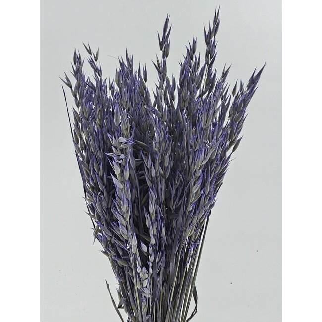 Lila Avena Haver fleurs séchées | Longueur ± 70 centimètres | Poids 150 grammes