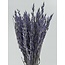 Lila Avena Haver fleurs séchées | Longueur ± 70 centimètres | Poids 150 grammes