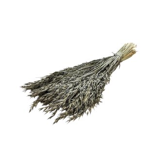 Dutch Dried Alte graue Avena Hafer Trockenblumen | Länge ± 70 Zentimeter | Gewicht 150 Gramm