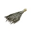 Old grey Avena Oats dried flowers | Length ± 70 centimetres | Weight 150 grams