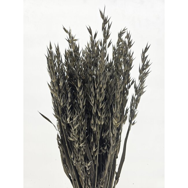 Old grey Avena Oats dried flowers | Length ± 70 centimetres | Weight 150 grams