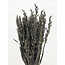 Old grey Avena Haver droogbloemen | Lengte ± 70 centimeter | Gewicht 150 gram