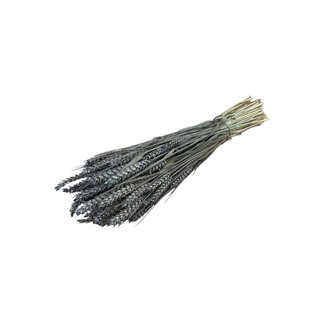 Dutch Dried Grey Misty Triticum - Tarwe droogbloemen | Lengte ± 70 centimeter | Gewicht ± 175 gram