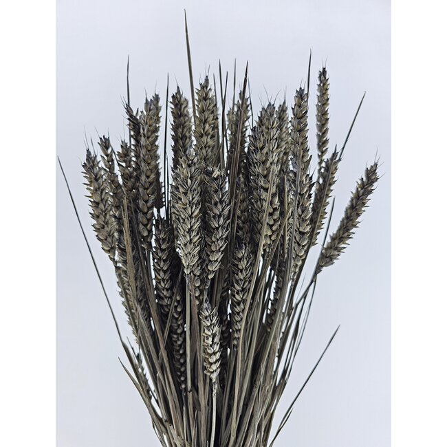 Grey Misty Triticum - Tarwe droogbloemen | Lengte ± 70 centimeter | Gewicht ± 175 gram