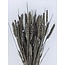 Grey Misty Triticum - Tarwe droogbloemen | Lengte ± 70 centimeter | Gewicht ± 175 gram