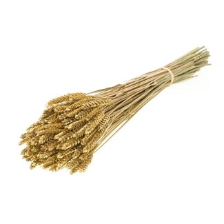 Dutch Dried Golden Triticum - Wheat dried flowers | Length ± 70 centimetres | Weight ± 175 grams