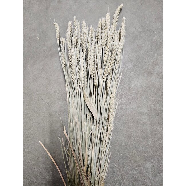 Soft White Triticum - Tarwe droogbloemen | Lengte ± 70 centimeter | Gewicht ± 175 gram
