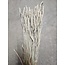 Triticum blanc doux - Blé fleurs séchées | Longueur ± 70 centimètres | Poids ± 175 grammes