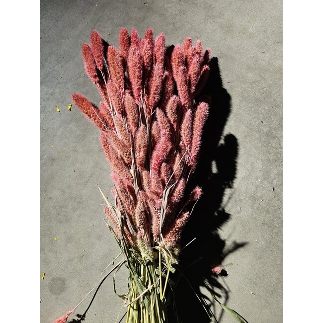 Roze Setarea droogbloemen | Lengte ± 70 centimeter | Gewicht ± 150 gram