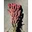 Setarea rose fleurs séchées | Longueur ± 70 centimètres | Poids ± 150 grammes