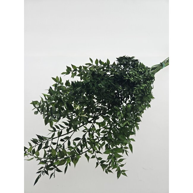 Groene gepreserveerde Ruscus droogbloemen  | Lengte ± 65 centimeter | Gewicht ± 100 gram