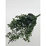 Green preserved Ruscus dried flowers | Length ± 65 centimetres | Weight ± 100 grams