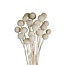 White bleached Craspedia dried flowers | Length ± 50 centimetres | Per 20 stems