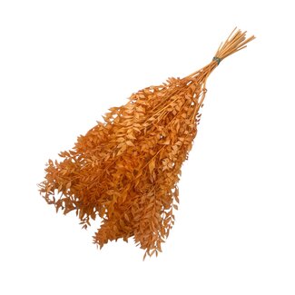 Dutch Dried Orange Ruscus Trockenblumen | Länge ± 65 Zentimeter | Gewicht ± 100 Gramm