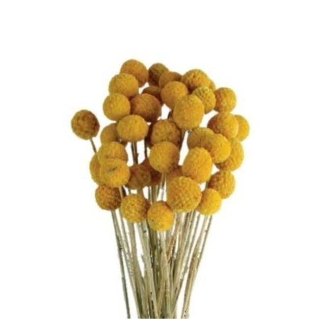 Craspedia séchées naturelles jaunes | Longueur ± 50 centimètres | Par 40 tiges