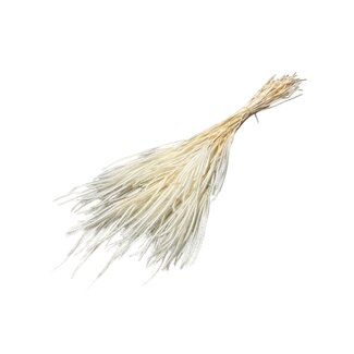 Casa Alegria Fleurs séchées Ouro blanchies blanches | Longueur ± 60 centimètres | Poids ± 50 grammes