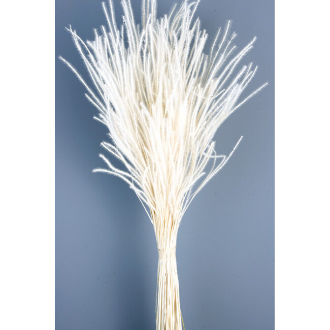 Witte gebleekte Ouro droogbloemen | Lengte ± 60 centimeter | Gewicht ± 50 gram