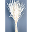 Witte gebleekte Ouro droogbloemen | Lengte ± 60 centimeter | Gewicht ± 50 gram