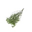 Appelgroen Gypsophila droogbloemen | Gedroogd Gipskruid | Lengte ± 65 centimeter | Per 5 takken