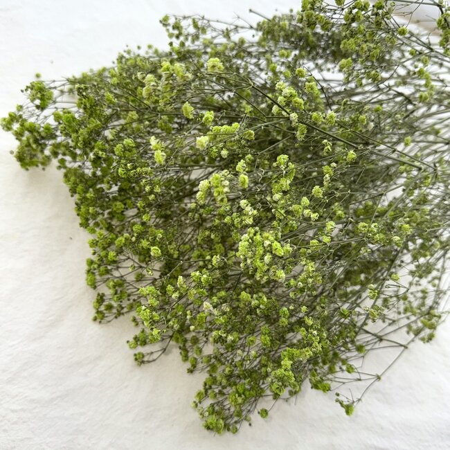 Appelgroen Gypsophila droogbloemen | Gedroogd Gipskruid | Lengte ± 65 centimeter | Per 5 takken