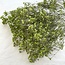 Apfelgrün Gypsophila Trockenblumen | Getrocknetes Schleierkraut | Länge ± 65 Zentimeter | Pro 5 Zweige