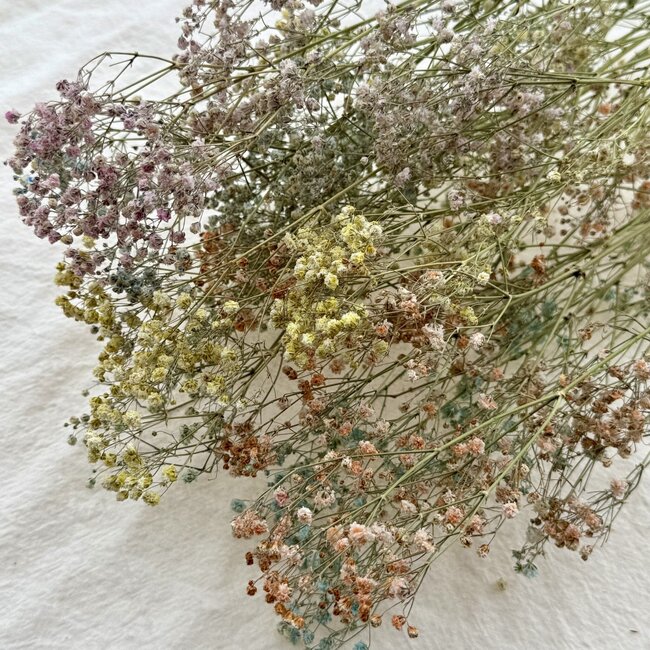 Pastellfarbene Gypsophila Trockenblumen | Getrocknetes Schleierkraut | Länge ± 65 Zentimeter | Pro 5 Zweige